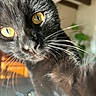 black_cat, close_up, golden_eyes, whiskers, indoor, houseplant, curious, pet, animal, feline, playful, fur, portrait, cat_face, domestic_cat, whisker_detail, bright_eyes, soft_light, home_interior, close_range