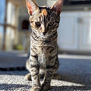 Molly joined the competition — help win amazing prizes! cat, kitten, tabby, indoor, carpet, paw, toy, whiskers, ears, eyes, portrait, sunlight, shadow, bokeh, shallow_depth_of_field, focus, domestic, home, cabinet, furniture