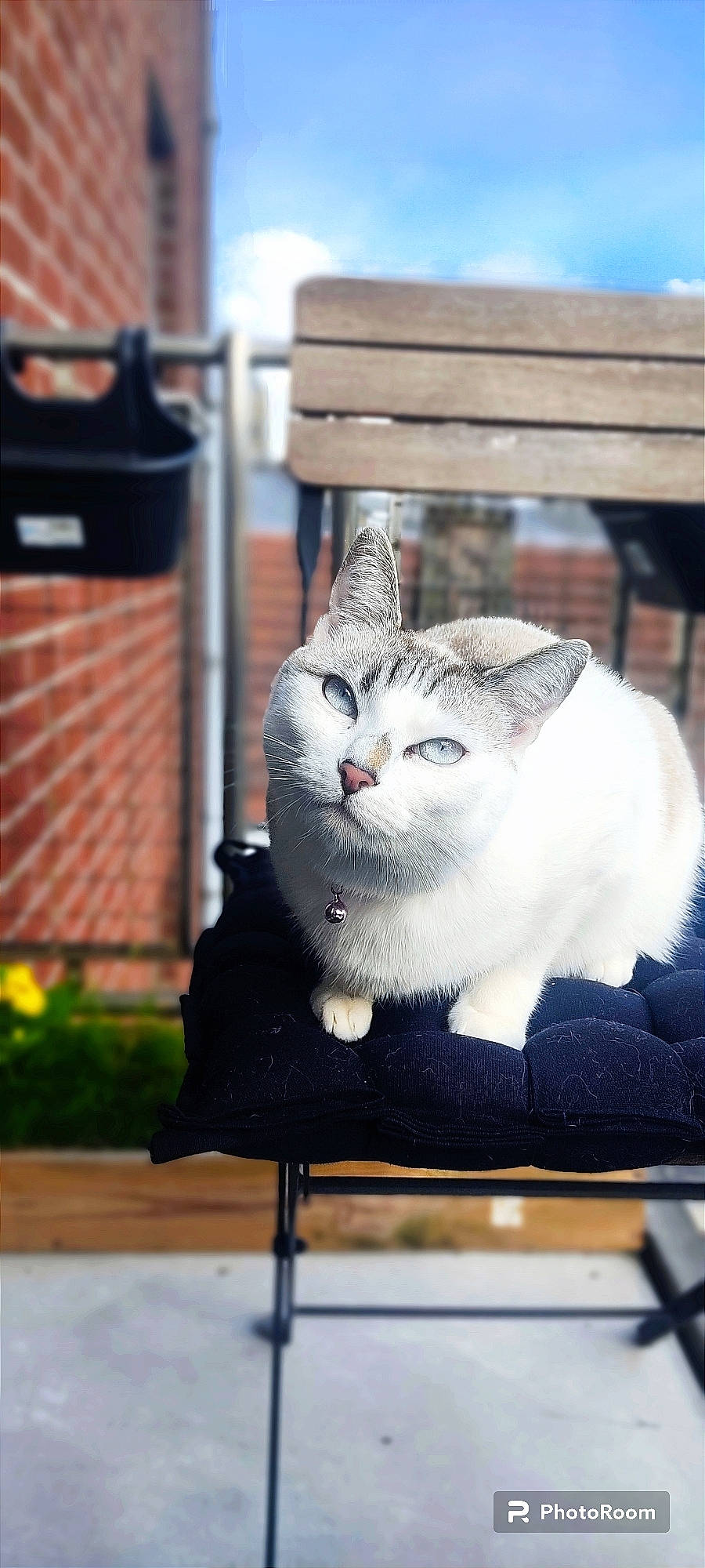 Sushi a rejoint le concours — aidez-le/la à gagner de superbes lots ! brick, carnivore, cat, cat_furniture, domestic_short_haired_cat, felidae, fur, grey, paw, plant, sitting, small_to_medium_sized_cats, tail, whiskers, window, winter, wood