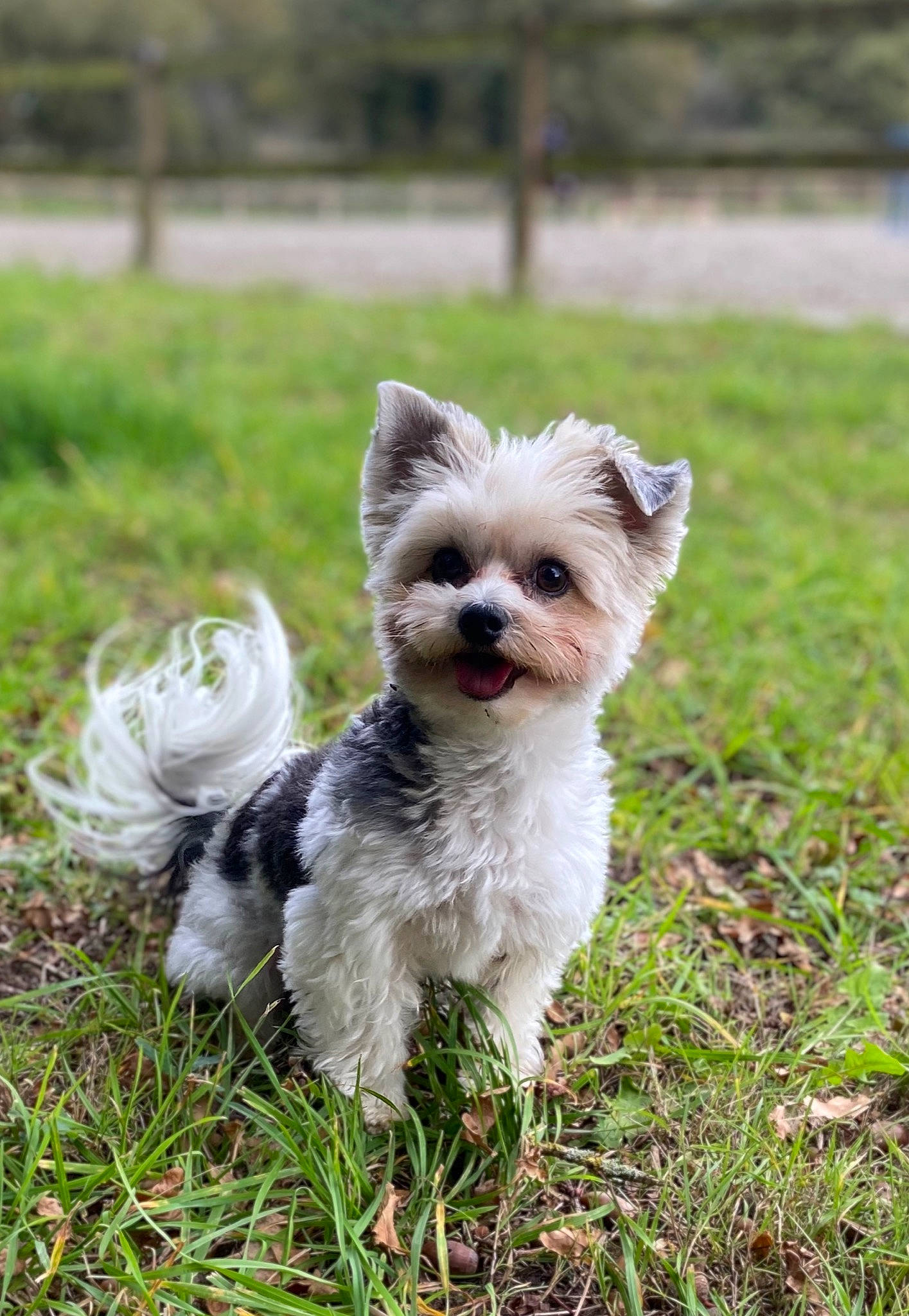 Choupi participe au concours pour gagner de l'argent avec cette photo : biewer_terrier, canidae, carnivore, collar, companion_dog, dog, dog_breed, dog_collar, dog_supply, fawn, fur, grass, maltepoo, plant, small_terrier, snout, sporting_group, tail, terrier, toy_dog
