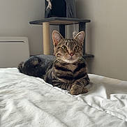 Wally participe au concours pour gagner de l'argent avec cette photo : cat, tabby, pet, indoor, bed, furniture, cat_tree, gray, white, resting, alert, animal, domestic, cute, fur, whiskers, ears, eyes, comfortable, cozy