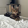 cat, tabby, pet, indoor, bed, furniture, cat_tree, gray, white, resting, alert, animal, domestic, cute, fur, whiskers, ears, eyes, comfortable, cozy