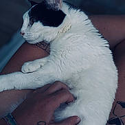 Maya participe au concours pour gagner de l'argent avec cette photo : animal, black_and_white, cat, close_up, comfort, cozy, cute, domestic_animal, feline, fur, hand, indoor, lap, person, pet, relaxing, resting, scratching, skin, tattoo