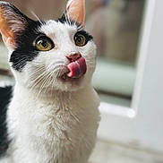 Maya a rejoint le concours — aidez-le/la à gagner de superbes lots ! cat, black_and_white, pet, animal, tongue_out, close_up, whiskers, fur, indoor, curious, cute, face, eyes, muzzle, portrait, feline, domestic_cat, soft_focus, blurred_background, playful
