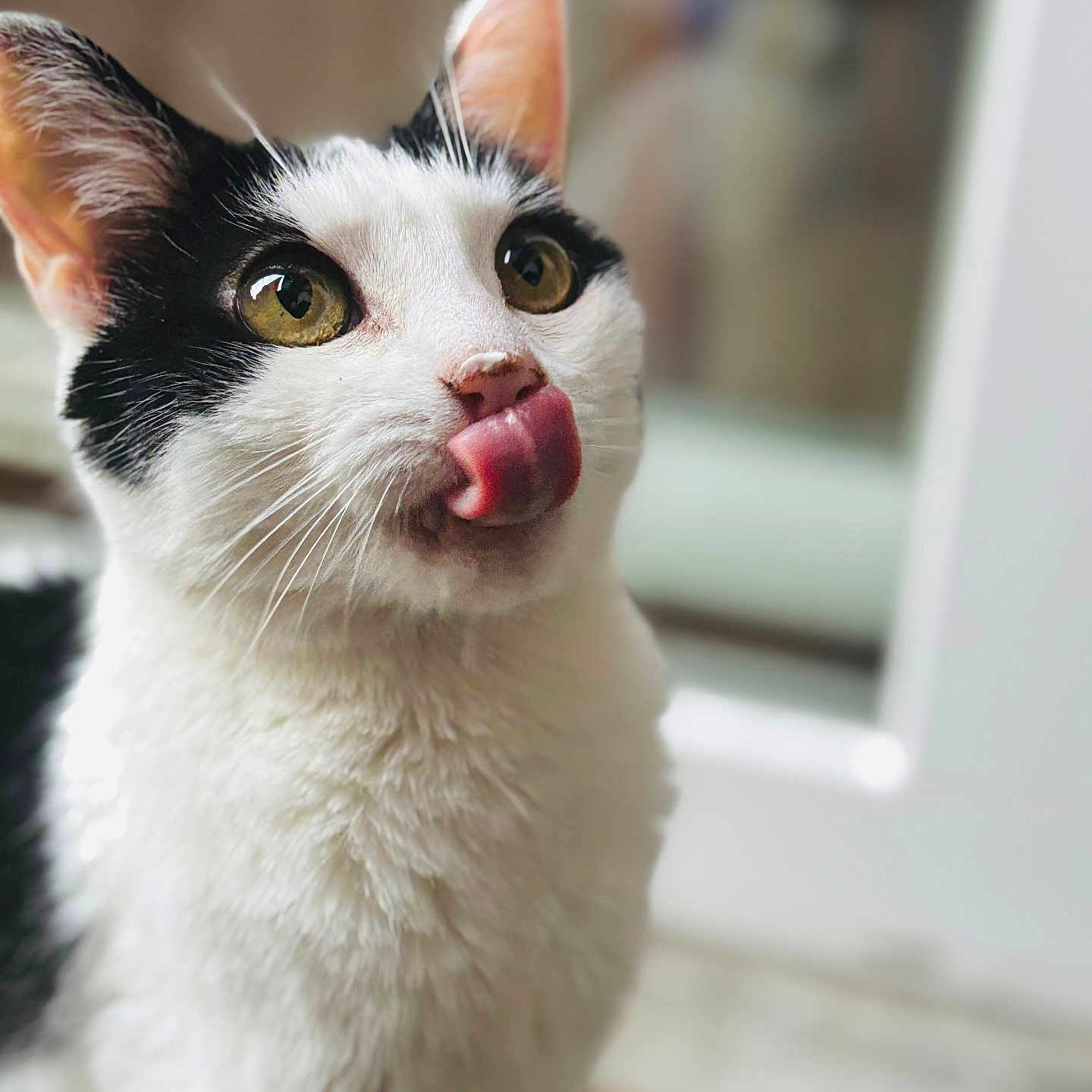 Maya a rejoint le concours — aidez-le/la à gagner de superbes lots ! animal, black_and_white, blurred_background, cat, close_up, curious, cute, domestic_cat, eyes, face, feline, fur, indoor, muzzle, pet, playful, portrait, soft_focus, tongue_out, whiskers