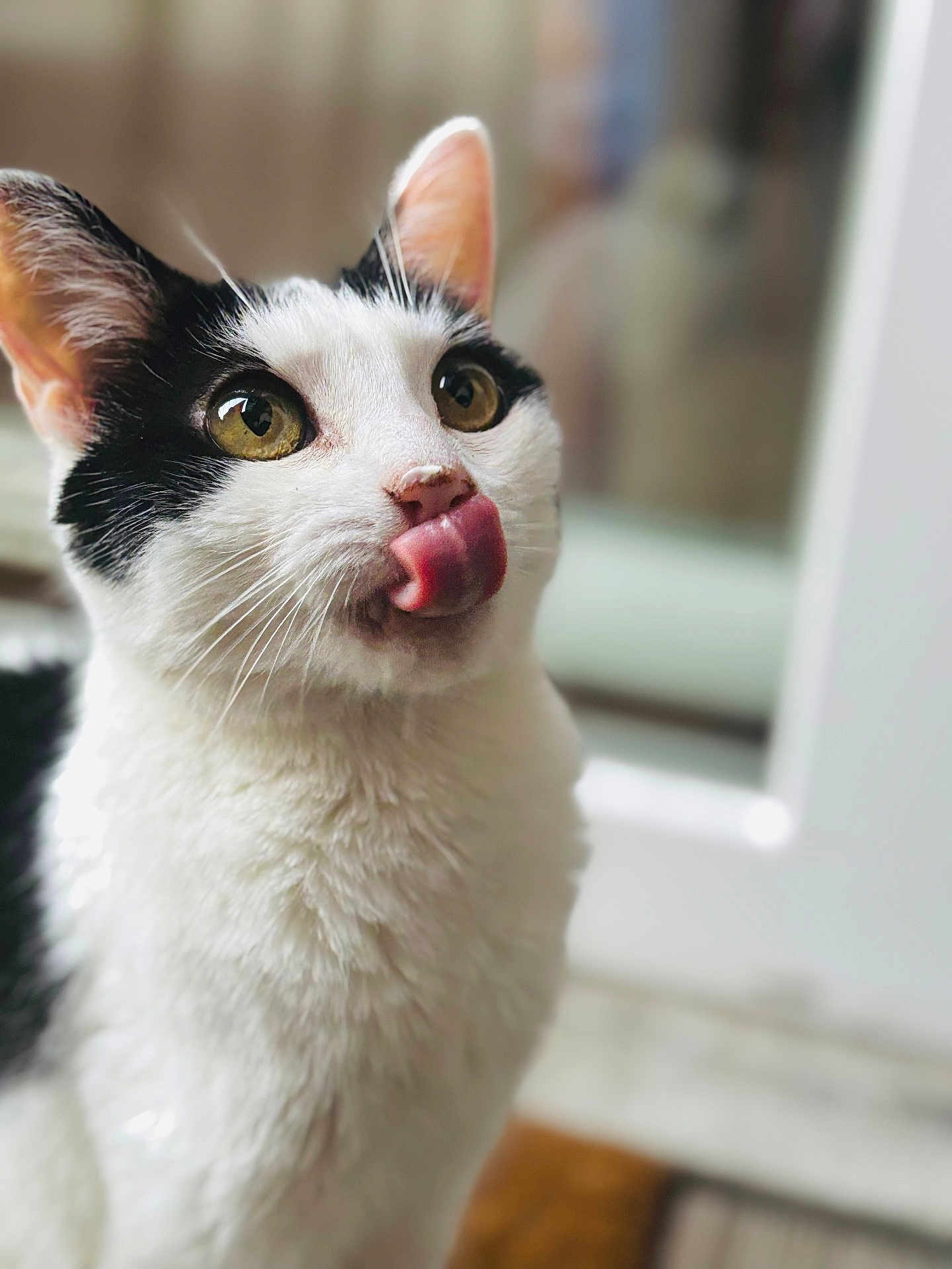 Maya a rejoint le concours — aidez-le/la à gagner de superbes lots ! cat, black_and_white, pet, animal, tongue_out, close_up, whiskers, fur, indoor, curious, cute, face, eyes, muzzle, portrait, feline, domestic_cat, soft_focus, blurred_background, playful