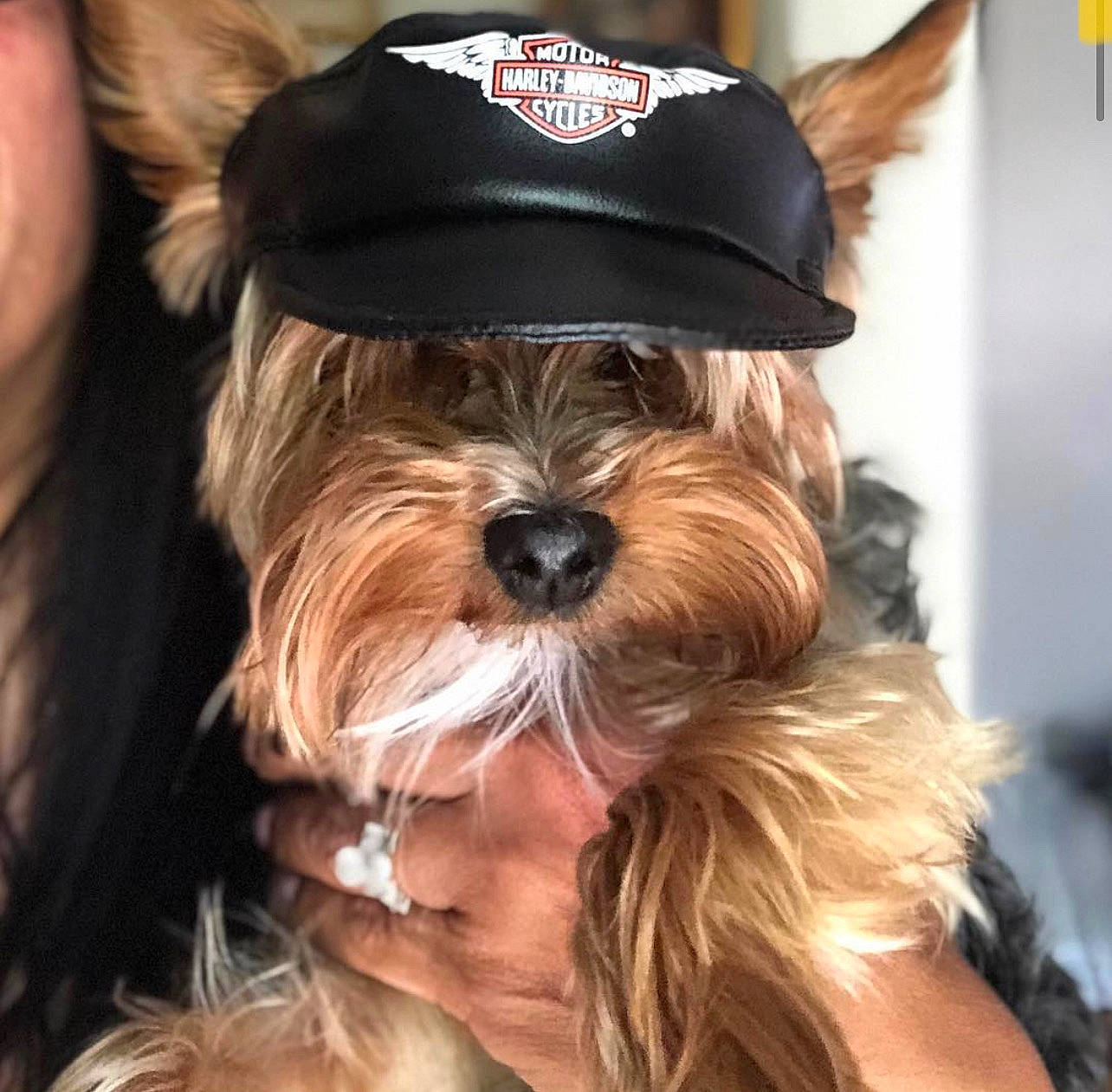 Tessa joined the competition — help win amazing prizes! brown_hair, canidae, carnivore, companion_dog, dog, dog_breed, dog_collar, ear, event, eyewear, facial_hair, fashion_accessory, fur, hat, liver, long_hair, snout, sporting_group, toy_dog, working_animal