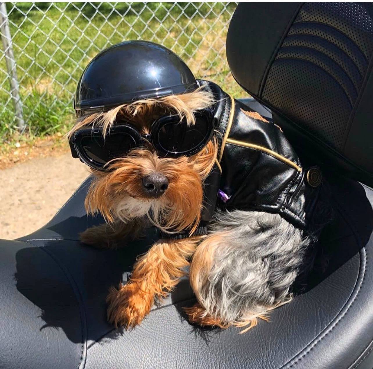 Tessa is registered to the contest to win money with this photo: canidae, carnivore, companion_dog, dog, dog_breed, dog_supply, eyewear, fence, fur, hat, mesh, plant, small_terrier, snout, sporting_group, terrier, toy_dog, wire_fencing, working_animal, yorkipoo