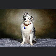 Hyndia participe au concours pour gagner de l'argent avec cette photo : dog, puppy, canine, sitting, portrait, fluffy, shaggy, white_fur, black_fur, brown_fur, collar, tag, studio_lighting, indoor, fabric, blanket, centered, pet, social_media, photograph