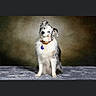 dog, puppy, canine, sitting, portrait, fluffy, shaggy, white_fur, black_fur, brown_fur, collar, tag, studio_lighting, indoor, fabric, blanket, centered, pet, social_media, photograph