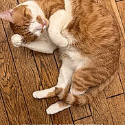 Poucchino participe au concours pour gagner de l'argent avec cette photo : cat, orange_cat, white_cat, sleeping, curled_up, relaxed, pet, animal, furry, whiskers, paws, tail, wooden_floor, hardwood, indoor, cozy, nap, close_up, social_media_screenshot, portrait