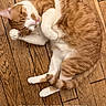 cat, orange_cat, white_cat, sleeping, curled_up, relaxed, pet, animal, furry, whiskers, paws, tail, wooden_floor, hardwood, indoor, cozy, nap, close_up, social_media_screenshot, portrait