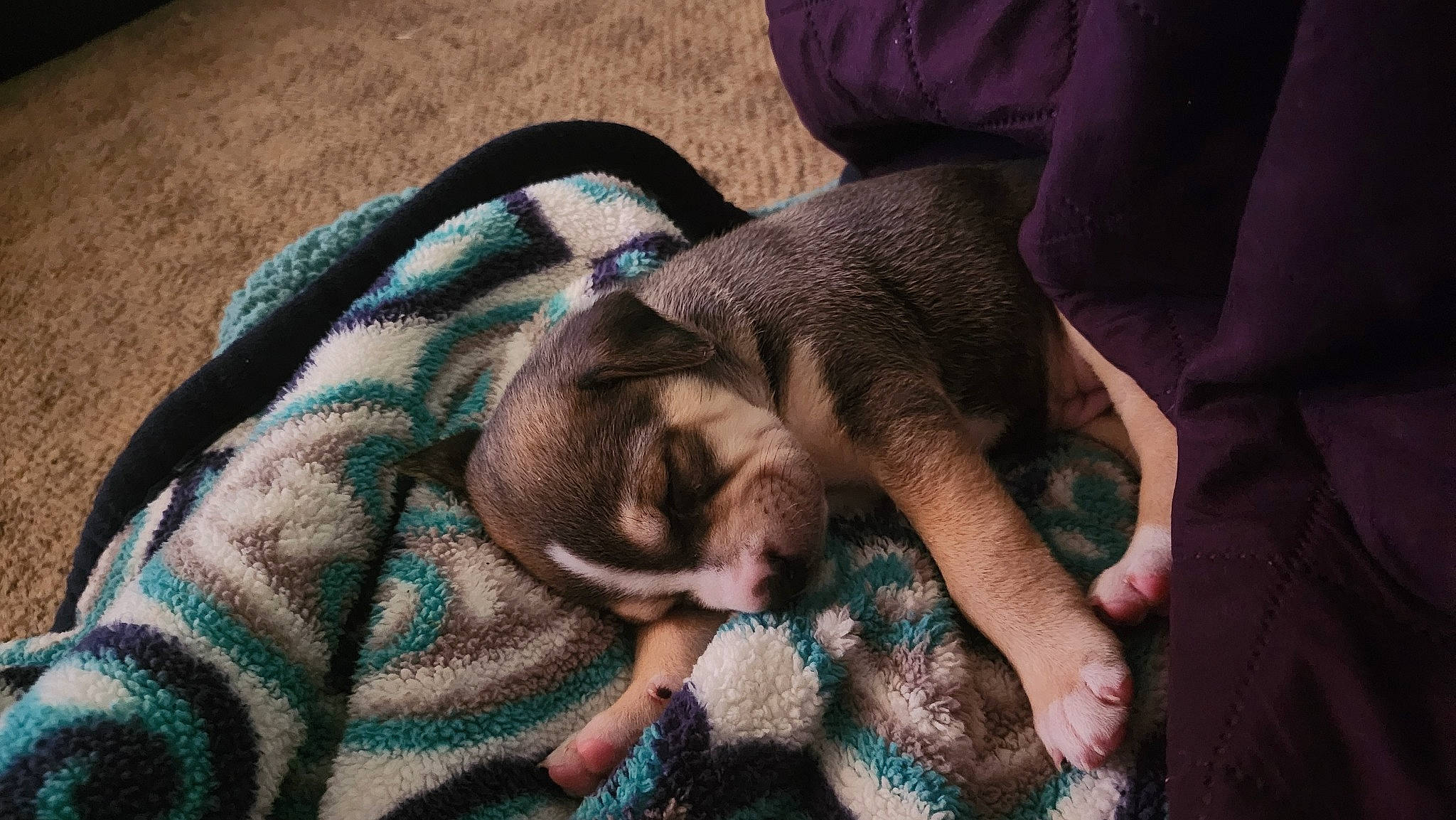 Indie is registered to the contest to win money with this photo: baby, canidae, carnivore, comfort, companion_dog, dog_breed, fawn, felidae, fur, gesture, grass, human_leg, nail, pattern, small_to_medium_sized_cats, snout, sporting_group, terrestrial_animal, textile, whiskers