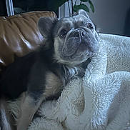 Archie joined the competition — help win amazing prizes! blanket, brown, canine, comfort, couch, cozy, cute, dog, fur, fur_texture, home, indoor, leather, looking_up, pet, plant, relaxing, resting, soft, white