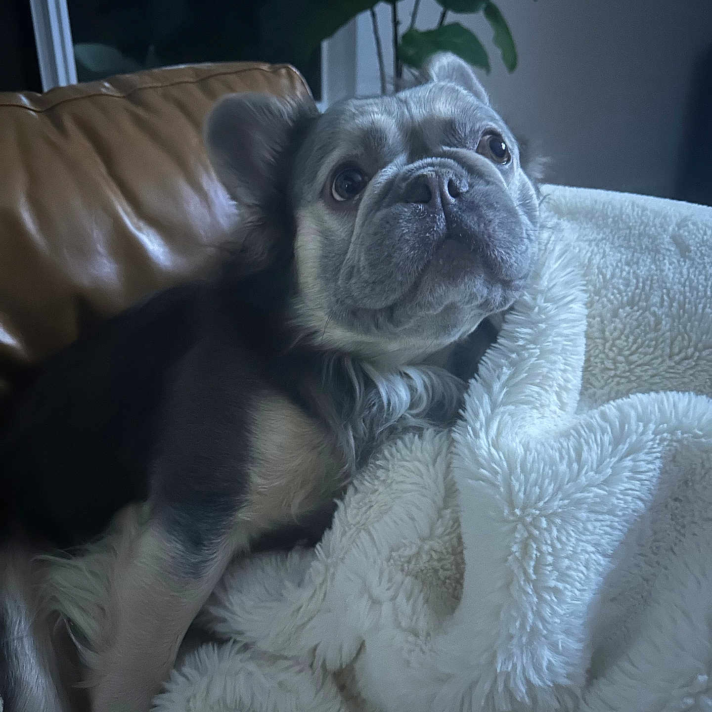 Archie