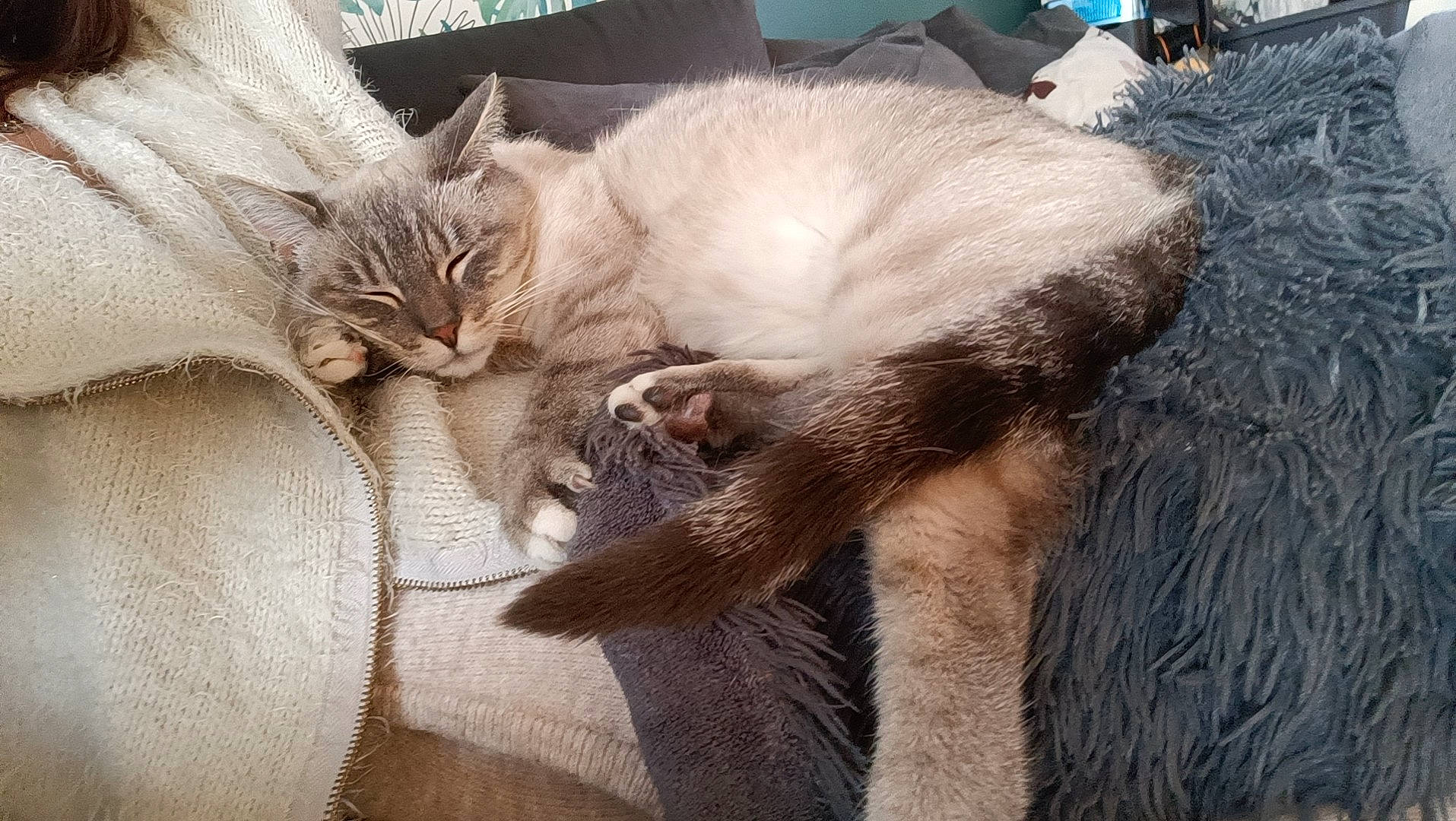 Fantôme participe au concours pour gagner de l'argent avec cette photo : balinese, carnivore, cat, claw, comfort, domestic_short_haired_cat, fawn, felidae, fur, nap, paw, sleep, small_to_medium_sized_cats, snout, tail, thai, whiskers