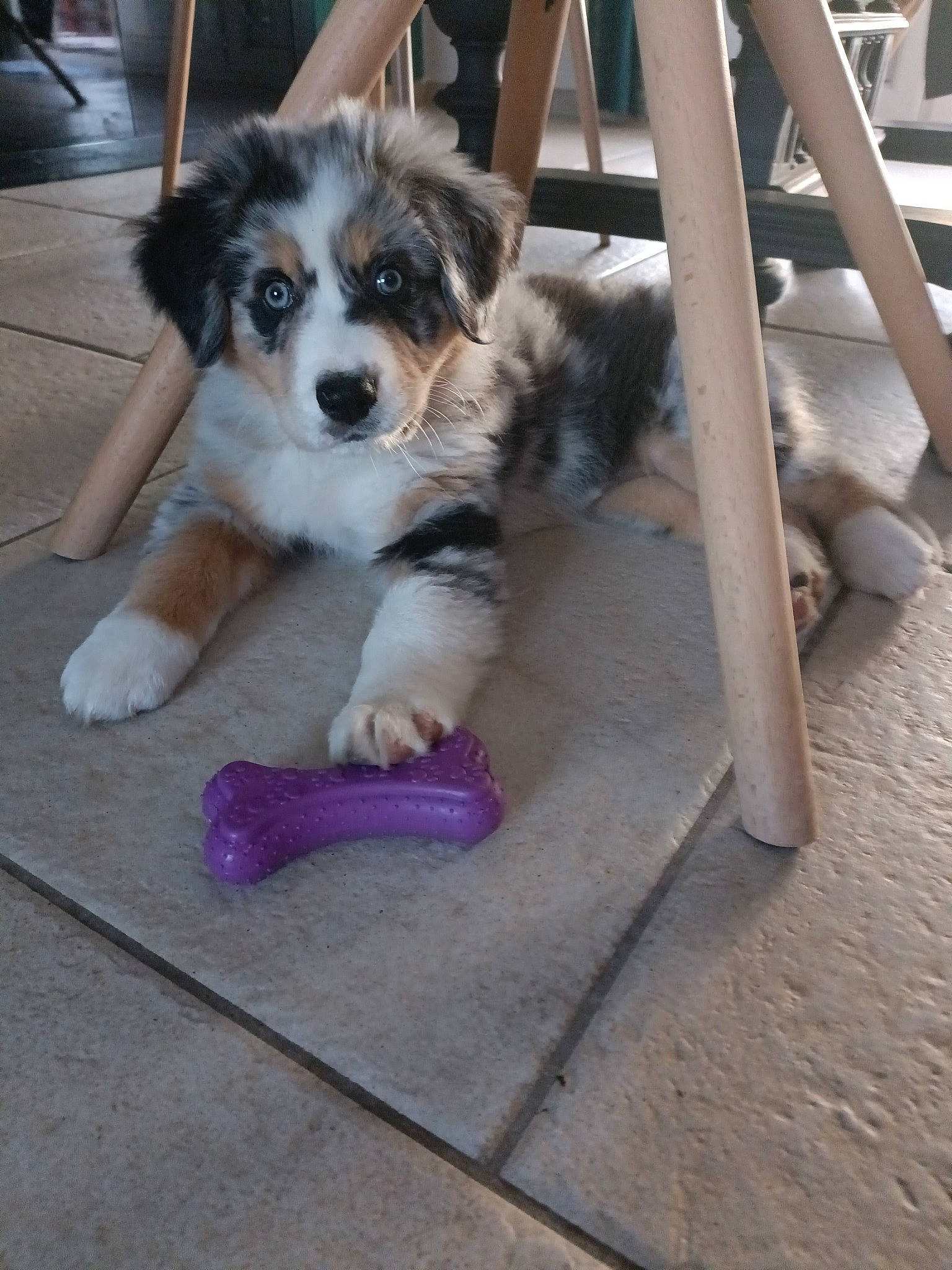 Taya a rejoint le concours — aidez-le/la à gagner de superbes lots ! canidae, carnivore, companion_dog, dog, dog_breed, dog_supply, flooring, fur, herding_dog, non_sporting_group, papillon, paw, puppy, snout, sporting_group, tail, toy_dog, wood, working_dog