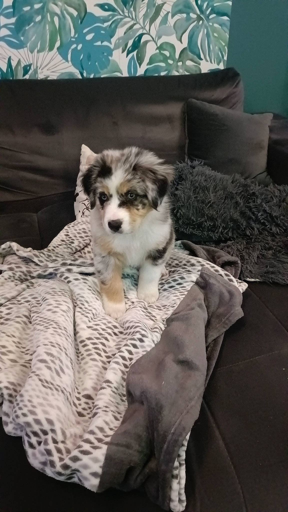 Taya participe au concours pour gagner de l'argent avec cette photo : carnivore, comfort, companion_dog, couch, dog, dog_breed, dog_supply, fawn, felidae, furniture, grey, living_room, pillow, room, small_to_medium_sized_cats, snout, tail, terrier, toy_dog, whiskers