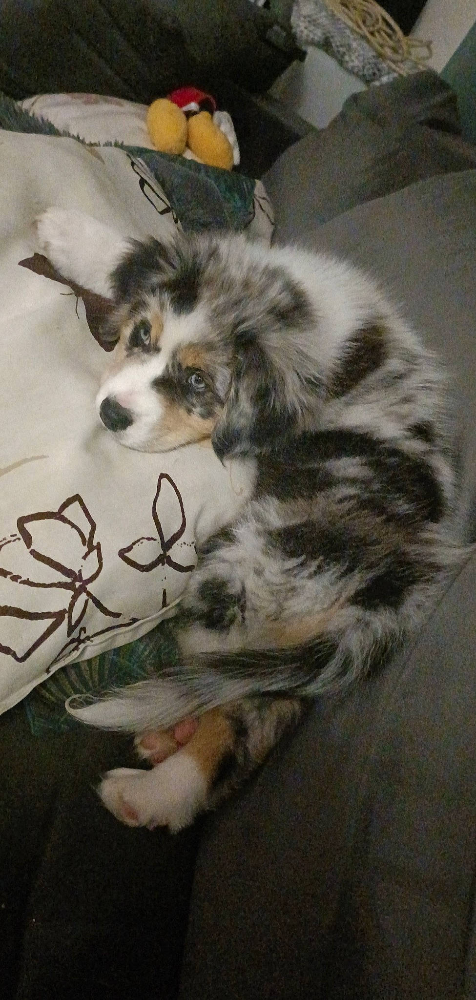 Taya participe au concours pour gagner de l'argent avec cette photo : australian_shepherd, canidae, carnivore, companion_dog, dog, dog_breed, fur, herding_dog, paw, sled_dog, snout, sporting_group, terrestrial_animal, toy_dog, whiskers, working_animal, working_dog