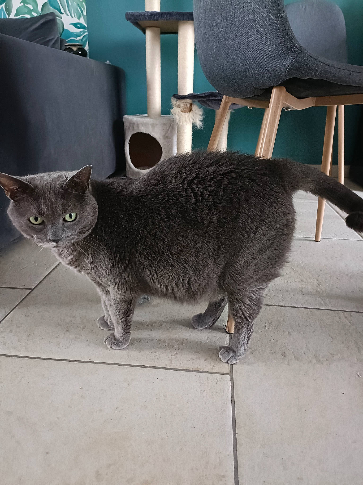 Luna participe au concours pour gagner de l'argent avec cette photo : carnivore, cat, chair, claw, comfort, domestic_short_haired_cat, felidae, fur, grey, lamp, light, line, metal, paw, small_to_medium_sized_cats, snout, tail, terrestrial_animal, whiskers, window