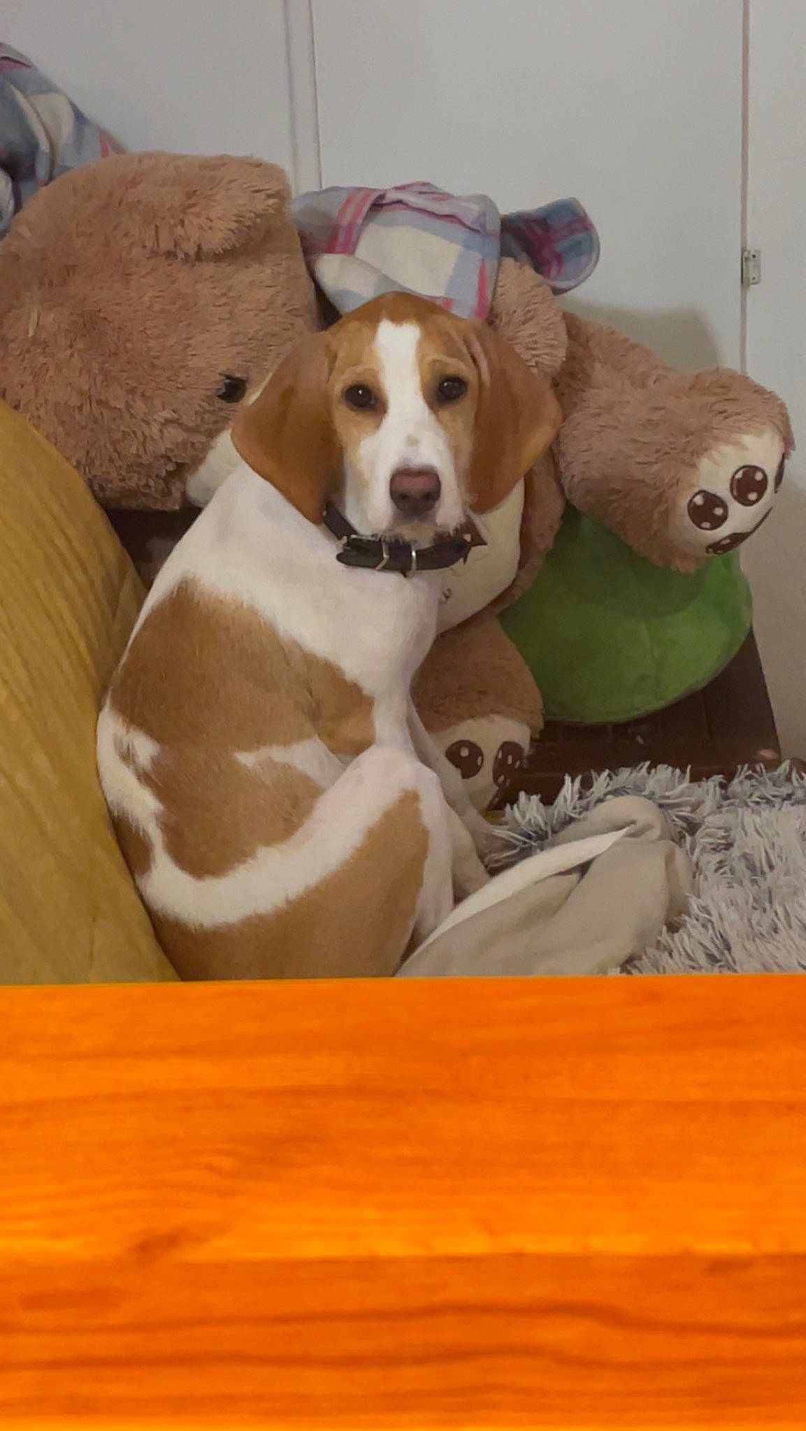 Love a rejoint le concours — aidez-le/la à gagner de superbes lots ! art, ball, canidae, carnivore, collar, comfort, companion_dog, dog, dog_breed, dog_supply, fawn, hardwood, hound, liver, pet_supply, photo_caption, sporting_group, tennis_ball, wood, working_animal