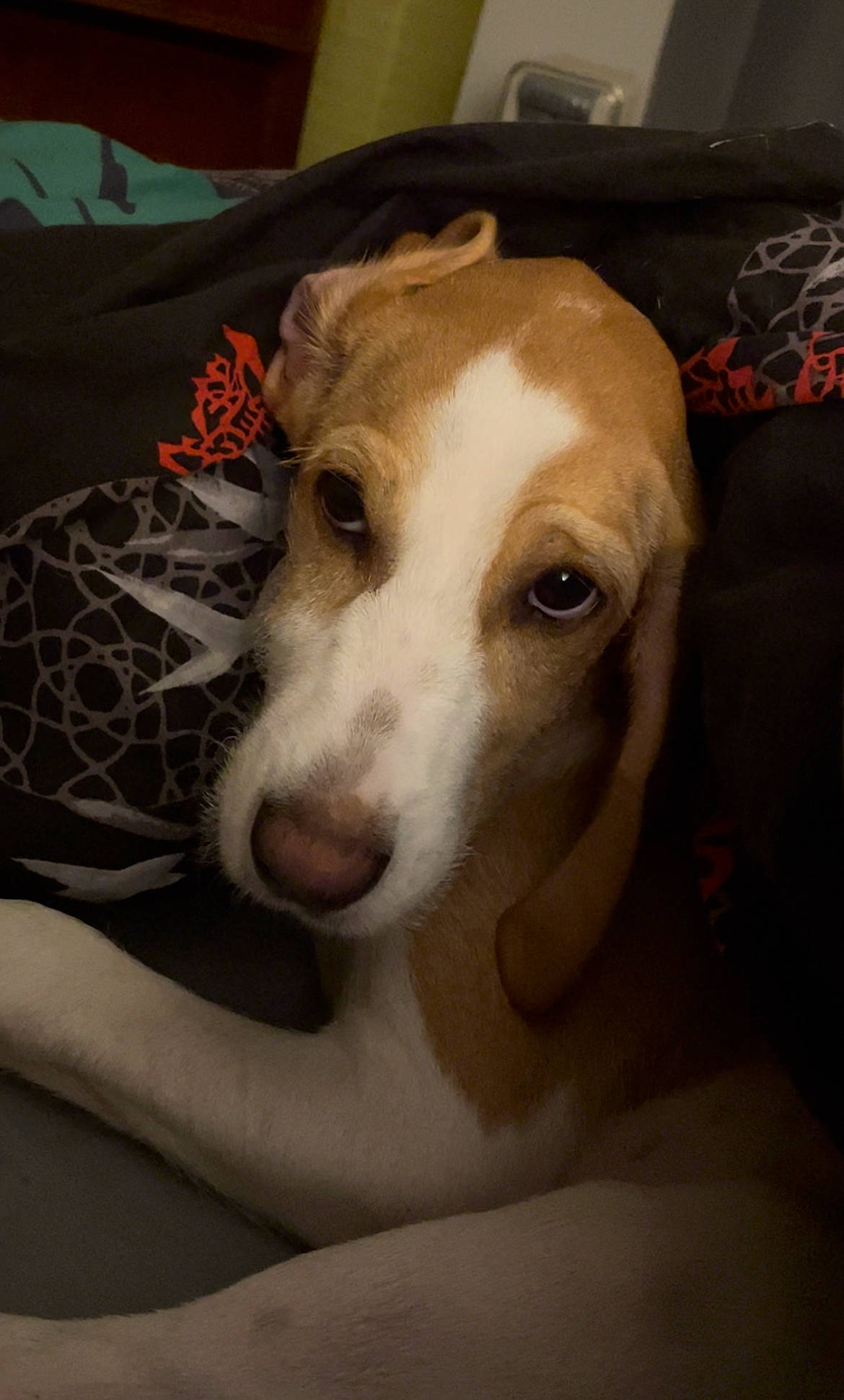 Love a rejoint le concours — aidez-le/la à gagner de superbes lots ! canidae, carnivore, comfort, companion_dog, dog, dog_breed, fawn, fur, irishjacks, non_sporting_group, snout, sporting_group, terrestrial_animal, whiskers, working_animal