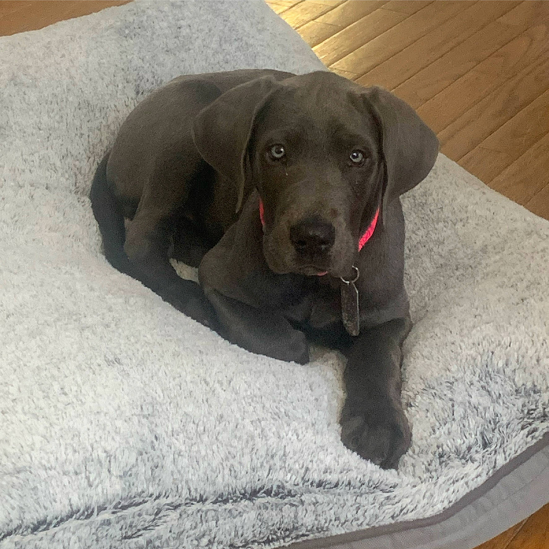 Meg joined the competition — help win amazing prizes! borador, canidae, carnivore, collar, companion_dog, dog, dog_breed, dog_collar, fawn, flooring, grey, gun_dog, liver, pet_supply, puppy, sporting_group, tail, terrestrial_animal, whiskers, working_animal