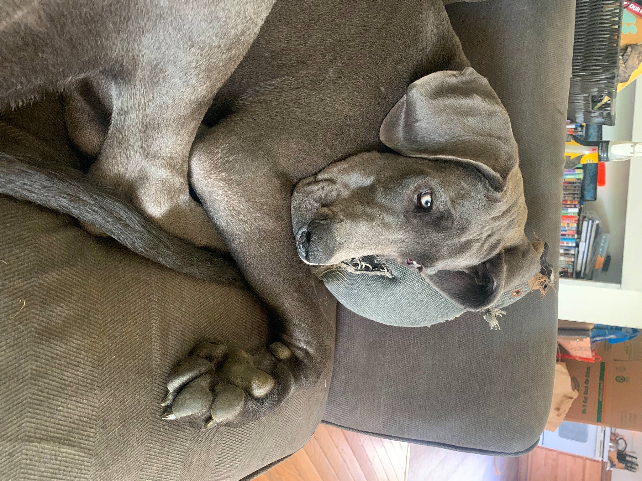 Meg is registered to the contest to win money with this photo: canidae, carnivore, collar, comfort, companion_dog, dog, dog_bed, dog_breed, fashion_accessory, fawn, grey, guard_dog, jaw, linens, non_sporting_group, snout, sporting_group, weimaraner, whiskers, working_animal