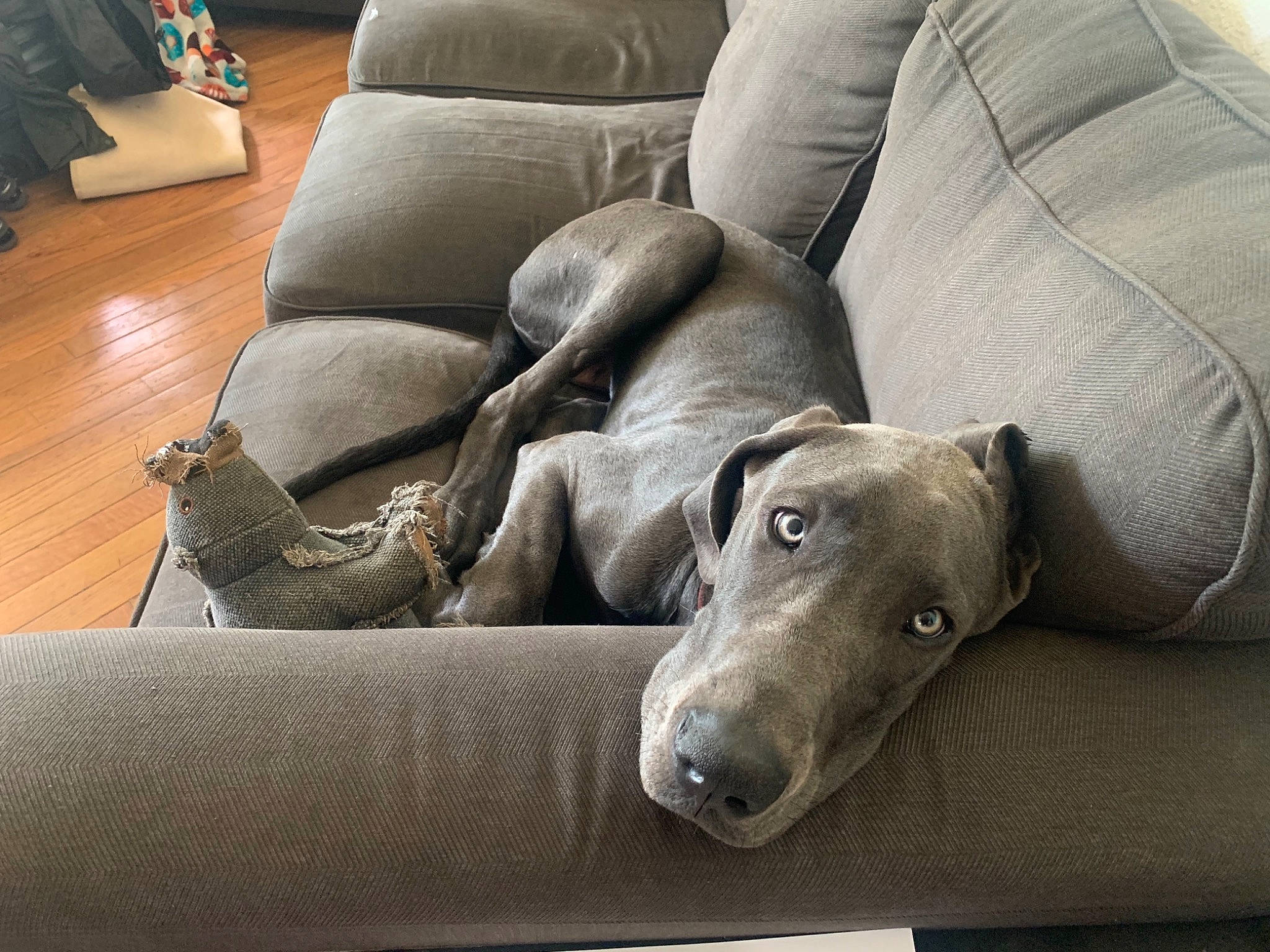 Meg is registered to the contest to win money with this photo: canidae, carnivore, comfort, companion_dog, couch, dog, dog_breed, fawn, flooring, furniture, grey, hardwood, rampur_greyhound, sighthound, snout, sporting_group, terrestrial_animal, whiskers, wood, working_animal