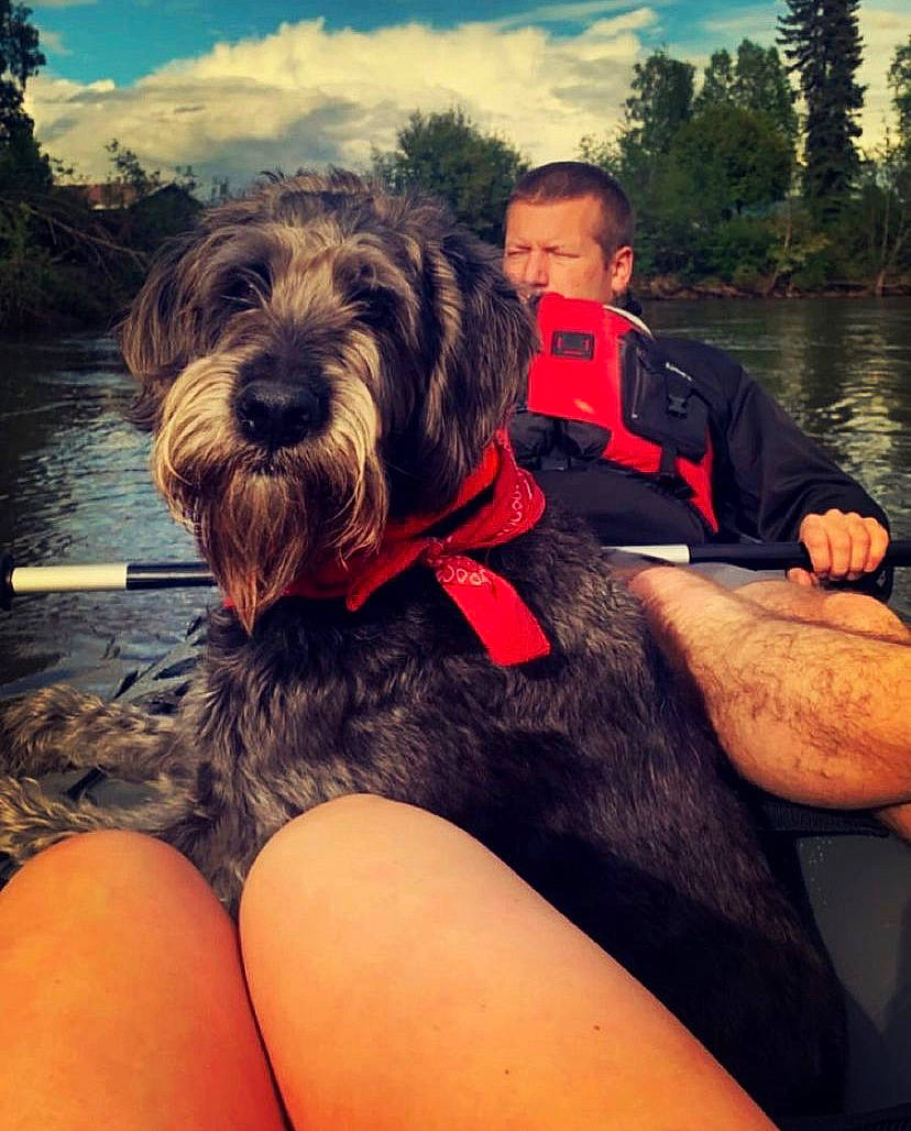 Sox The Doodle Dog is registered to the contest to win money with this photo: canidae, carnivore, cloud, companion_dog, dog, dog_breed, happy, lap, schnauzer, sitting, sky, small_terrier, sporting_group, summer, terrier, thigh, toy_dog, tree, water, working_animal