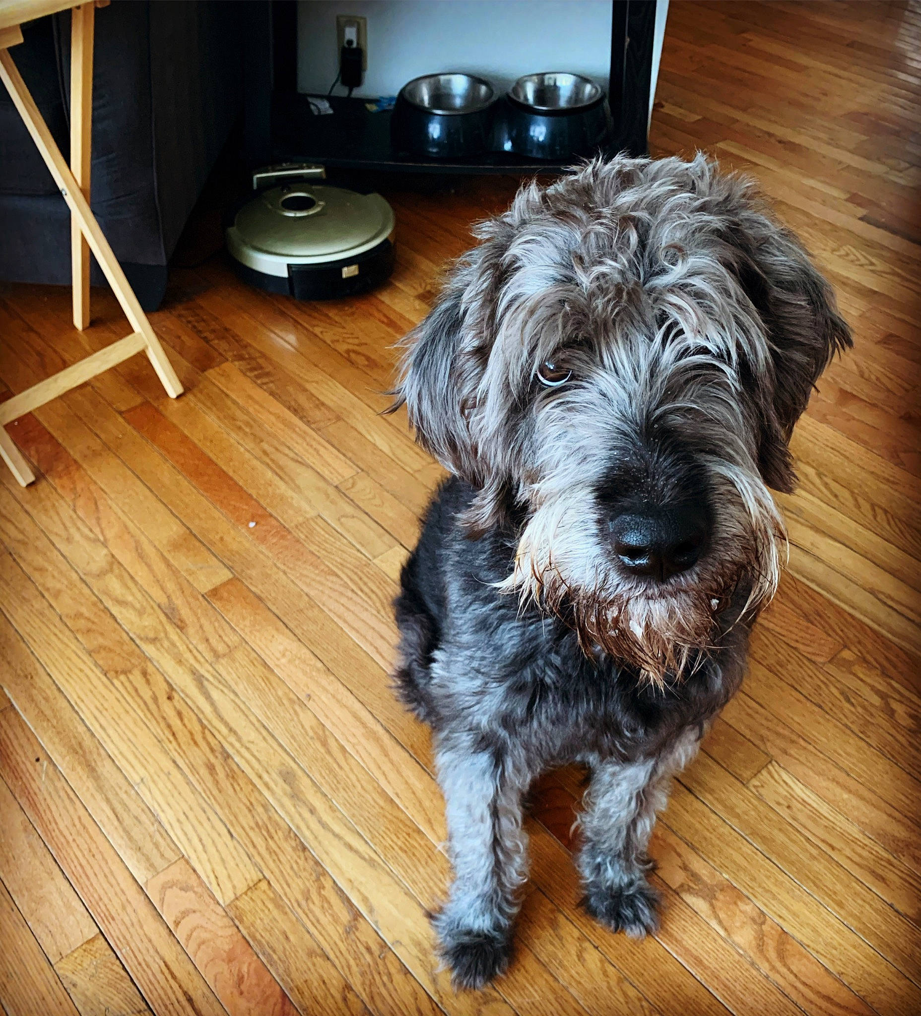 Sox The Doodle Dog joined the competition — help win amazing prizes! carnivore, companion_dog, dog, dog_breed, floor, flooring, hardwood, laminate_flooring, picture_frame, schnauzer, small_terrier, snout, television, terrier, toy_dog, varnish, water_dog, wood, wood_flooring, wood_stain