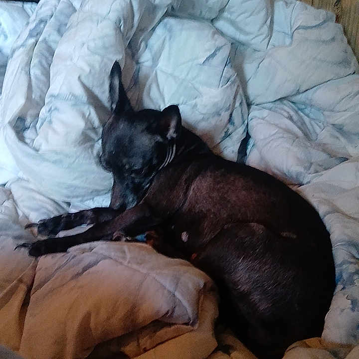 Baby Girl joined the competition — help win amazing prizes! dog, black_dog, sleeping, curled_up, bed, blanket, bedding, bedroom, indoors, resting, relaxed, pet, animal, short_hair, dark_fur, cozy, portrait, vertical_photo, wood_paneling, nap