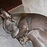 dog, sleeping, nap, resting, curled_up, small_dog, brown_dog, pet, animal, indoors, bed, bedding, blanket, cozy, relaxed, closed_eyes, paws, ears, wood, portrait
