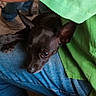 Baby Girl is registered to the contest to win money with this photo: dog, small_dog, black_dog, pet, animal, portrait, close_up, indoors, person, lap, jeans, green_shirt, ears, brown_eyes, sitting, cuddling, human_companion, phone_screenshot, vertical_photo, family_pet
