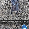 dog, puppy, black_dog, small_dog, sitting, outdoors, dirt, soil, ground, rocks, earth, blue_shoes, sneakers, legs, outdoor_portrait, looking_at_camera, animal, pet, funny, text_overlay