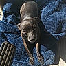 Baby Girl is registered to the contest to win money with this photo: dog, small_dog, black_dog, pet, animal, lying_down, blanket, blue_blanket, outdoor, sunlight, deck, wooden_floor, boat, relaxed, looking_at_camera, portrait, shadow, cozy, brown_eyes, leash