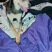 Milo joined the competition — help win amazing prizes! dog, small_dog, bed, blanket, purple_blanket, floral_sheet, indoor, pet, tongue_out, happy_dog, fan, household_items, fur, ears, animal, cute, companion, domestic, resting_place, fabric