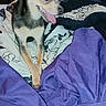 dog, small_dog, bed, blanket, purple_blanket, floral_sheet, indoor, pet, tongue_out, happy_dog, fan, household_items, fur, ears, animal, cute, companion, domestic, resting_place, fabric