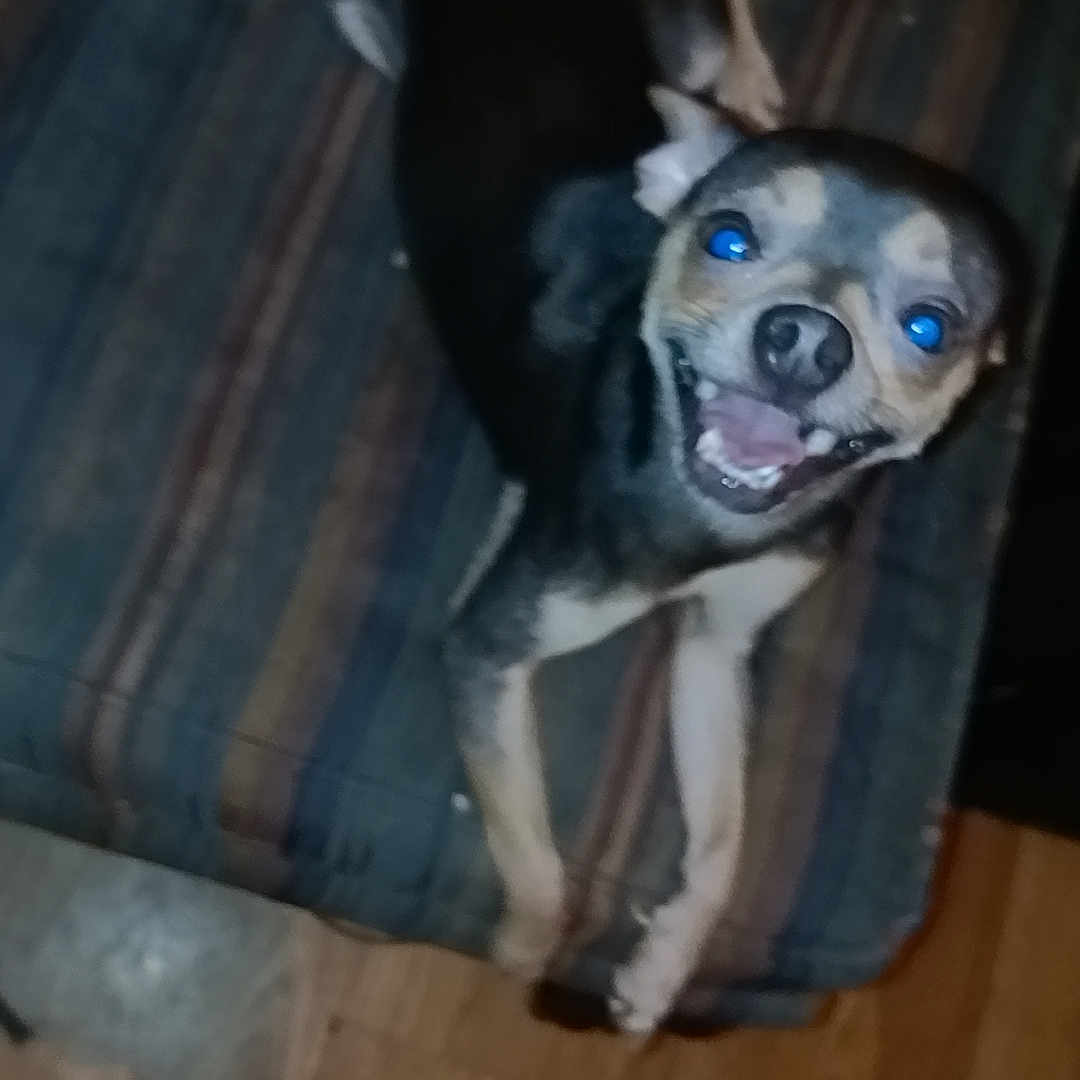 Milo