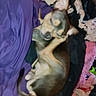 dog, bed, blanket, purple_blanket, clothes, messy, indoor, small_dog, sleeping, cozy, brown_dog, black_dog, tan_dog, curled_up, ears, tail, fur, pet, resting, fabric