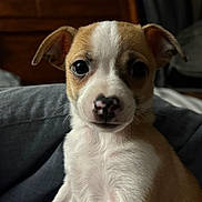 Maggie joined the competition — help win amazing prizes! puppy, dog, close_up, pet, cute, animal, indoor, brown_and_white, fur, ears, blanket, bedroom, headboard, curtains, young, looking_at_camera, small, adorable, portrait, soft_lighting