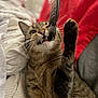 Django a rejoint le concours — aidez-le/la à gagner de superbes lots ! animal, cat, closeup, cozy, cute, domestic, fabric, feather, feline, fur, indoor, mammal, paw, pet, playful, red_background, tabby, teeth, toy, whiskers