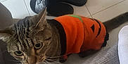 Django participe au concours pour gagner de l'argent avec cette photo : animal, casual, cat, costume, cozy, curious, cute, feline, floor_tiles, gray_couch, home, indoor, looking_up, orange_sweater, pet, pumpkin_design, slippers, tabby_cat, tail, whiskers
