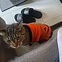 animal, casual, cat, costume, cozy, curious, cute, feline, floor_tiles, gray_couch, home, indoor, looking_up, orange_sweater, pet, pumpkin_design, slippers, tabby_cat, tail, whiskers