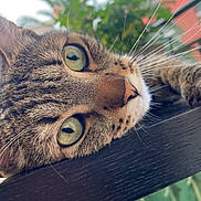Django participe au concours pour gagner de l'argent avec cette photo : animal, blurred_background, cat, close_up, curious, daylight, ears, face, feline, green_eyes, lying_down, nature, nose, outdoor, pet, plants, relaxation, tabby_cat, whiskers, wooden_surface