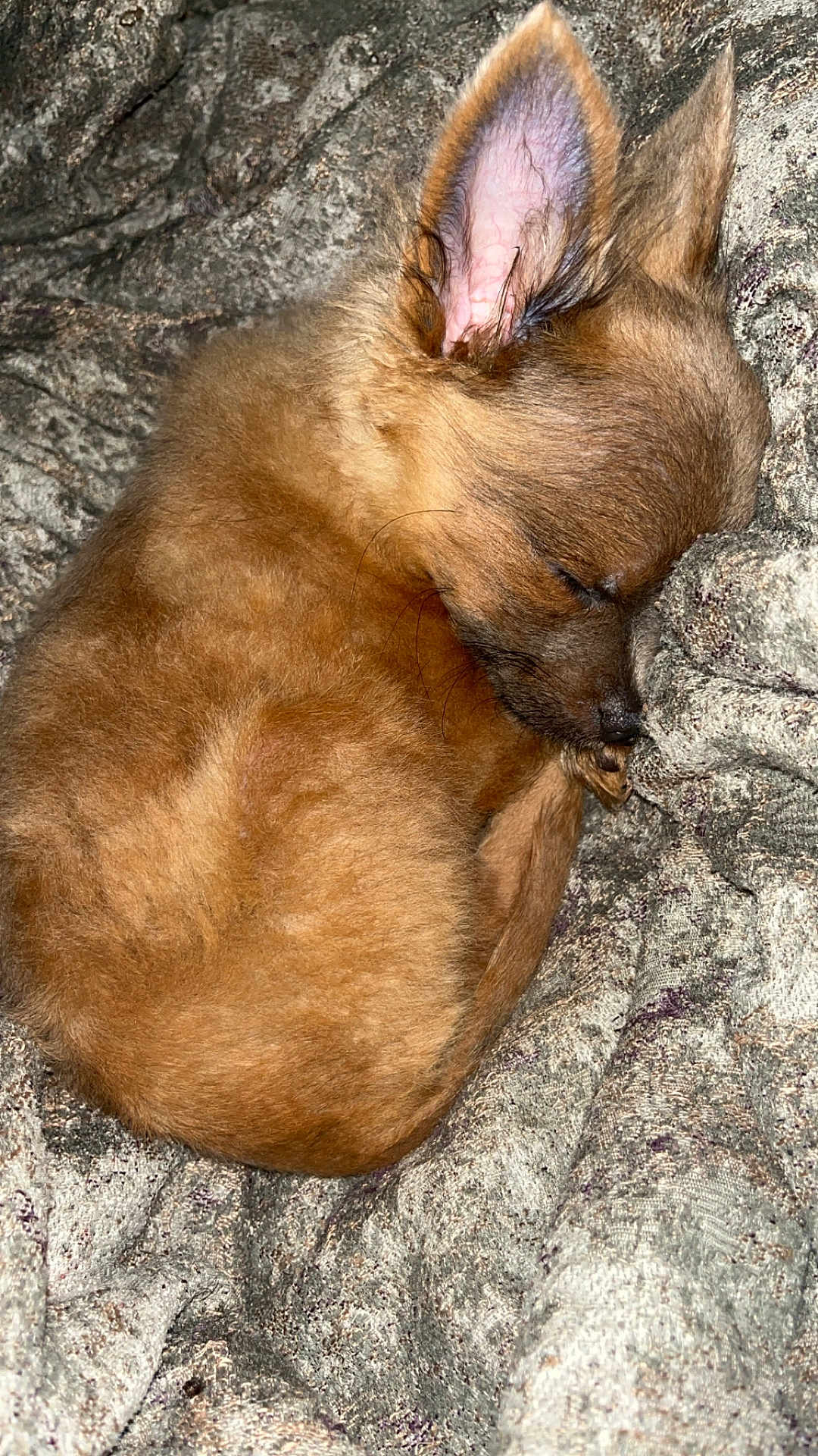 Cosmos is registered to the contest to win money with this photo: puppy, dog, sleeping, brown_fur, curled_up, cozy, blanket, soft_texture, cute, animal, pet, relaxing, ears, fur, snout, closeup, rest, domestic_animal, companion, adorable