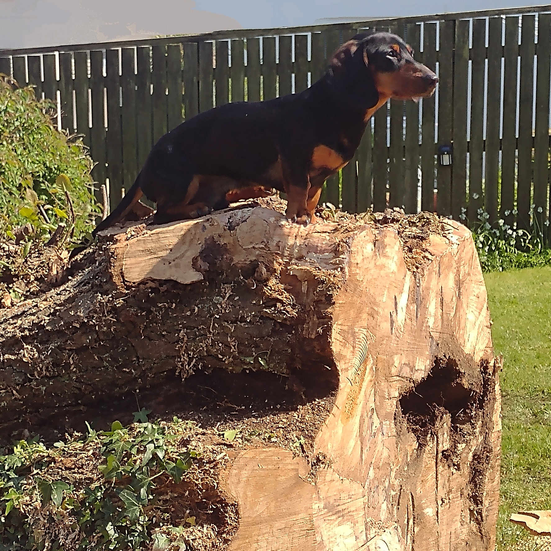 Scooby joined the competition — help win amazing prizes! alloywheel, animal, canine, car, carwheel, dog, fence, hound, lumber, machine, pet, plant, pointer, puppy, spoke, tree, treestump, treetrunk, wedge, wood