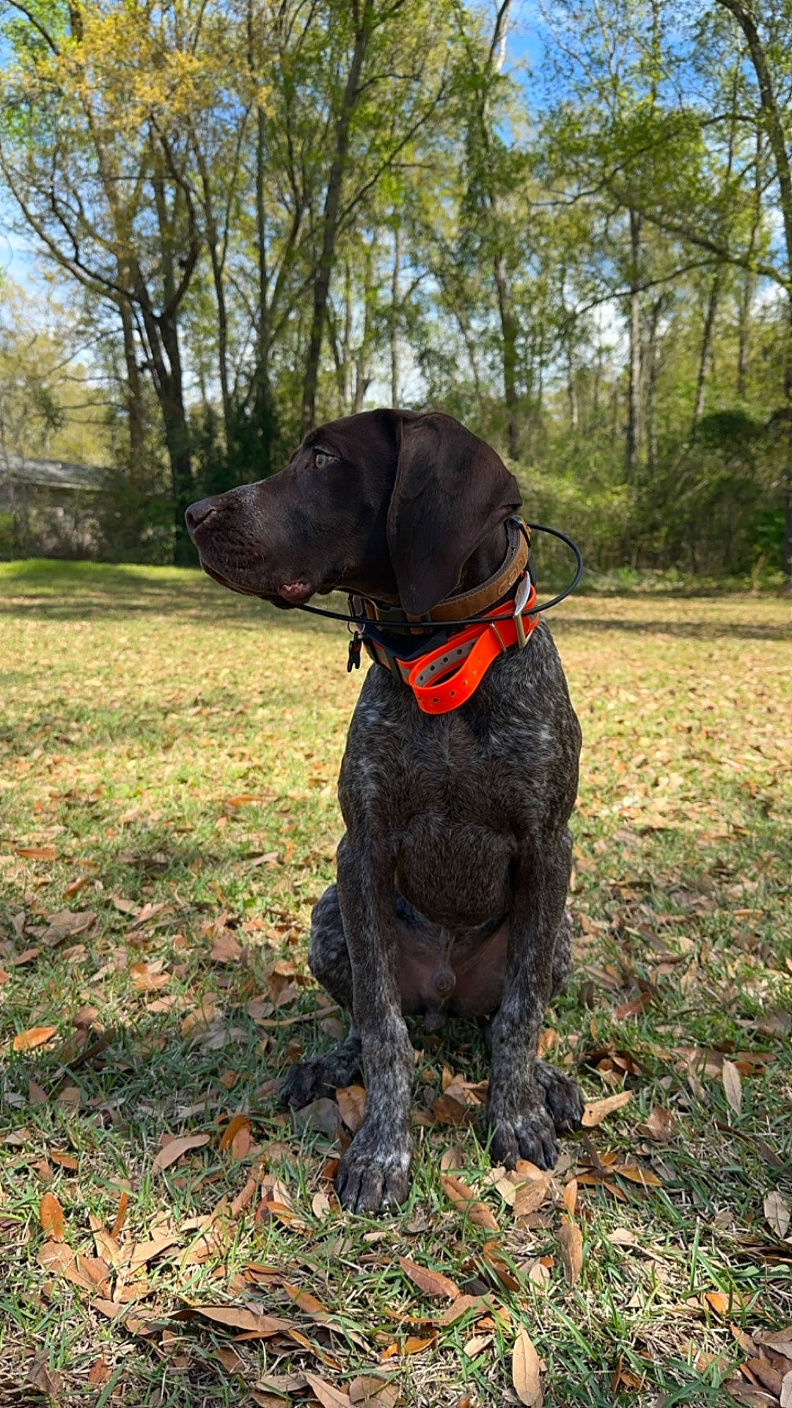 Goose joined the competition — help win amazing prizes! borador, canidae, carnivore, collar, companion_dog, dog, dog_breed, dog_collar, fawn, grass, gun_dog, liver, plant, retriever, sky, snout, sporting_group, tail, tree, working_animal