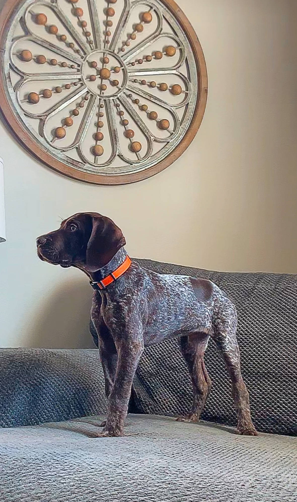 Goose joined the competition — help win amazing prizes! carnivore, circle, collar, companion_dog, dog, dog_breed, dog_collar, dog_supply, fawn, grey, gun_dog, house, liver, pet_supply, rectangle, snout, tail, terrestrial_animal, wood, working_animal