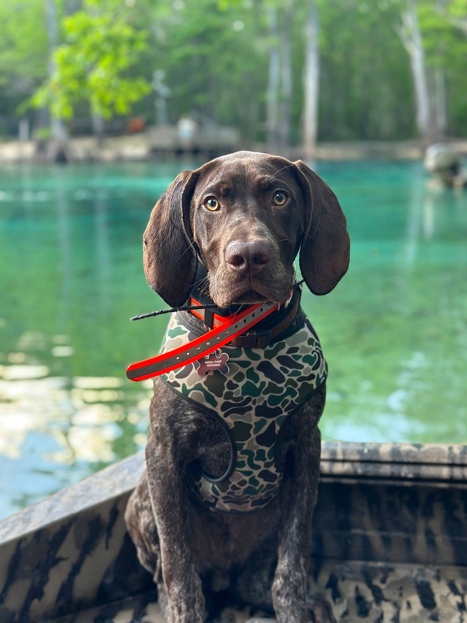 Goose joined the competition — help win amazing prizes! canidae, carnivore, collar, companion_dog, dog, dog_breed, dog_collar, dog_supply, fawn, gun_dog, lake, leisure, liver, pet_supply, plant, snout, sporting_group, tree, water, working_animal